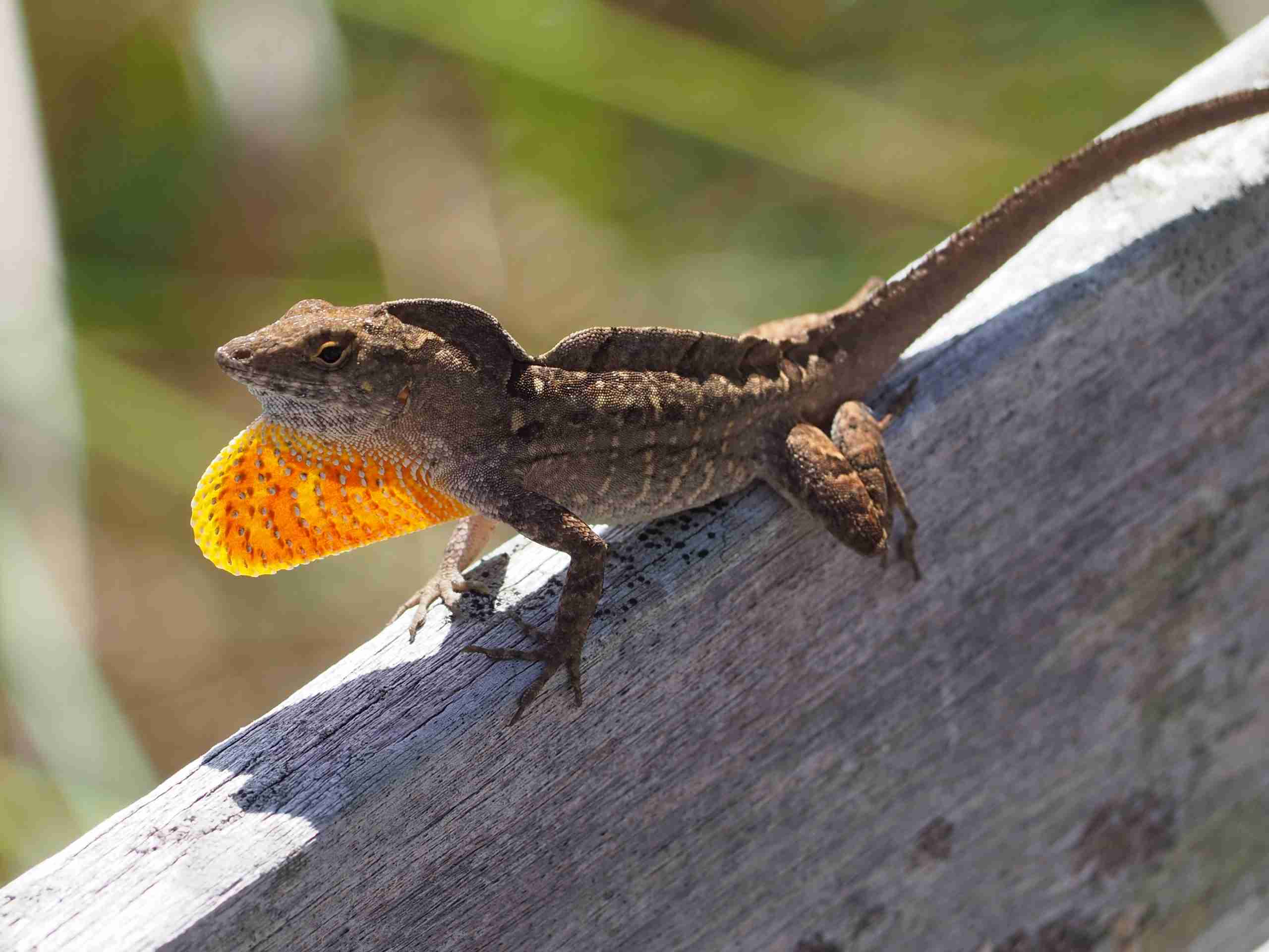 Brown Anole (harmless, but can be a nuisance)