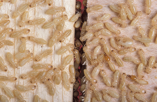 Termite Colony